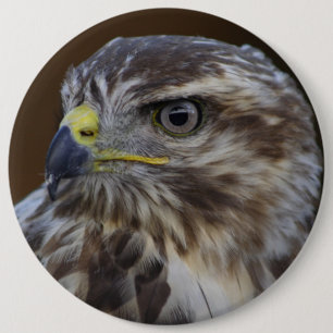 Buteo buteo 6 cm round badge