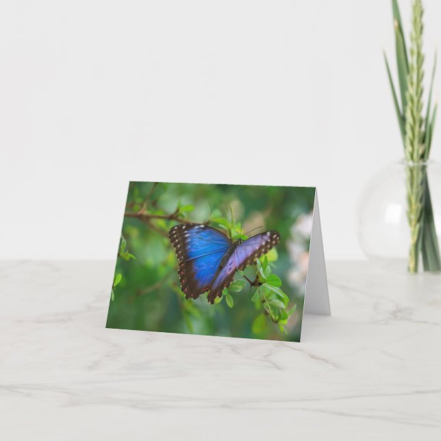 buterfly photograph card (Front)