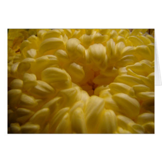 Butter flower