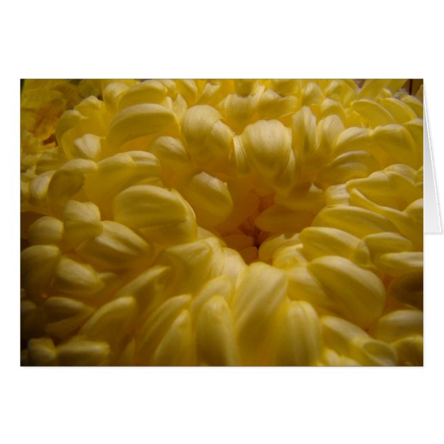 Butter flower (Front Horizontal)