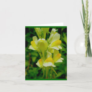 Butter 'n Eggs Note Card