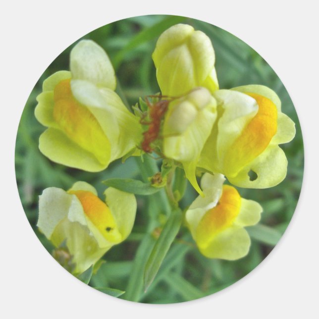Butter 'n Eggs Wildflower Coordinating Items Classic Round Sticker (Front)
