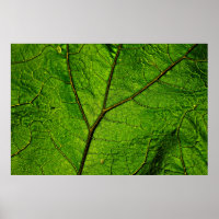 Butterbur leaf leaf veins green