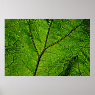 Butterbur leaf leaf veins green poster