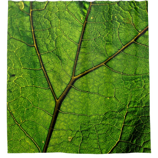 Butterbur leaf leaf veins green shower curtain (Front)