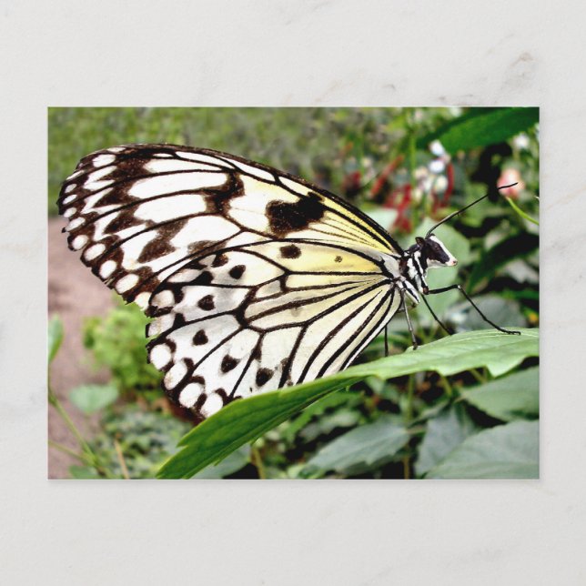 Buttercow Postcard (Front)