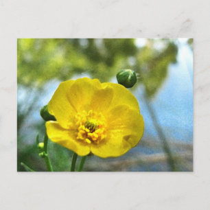 Buttercup at the Pond Postcard