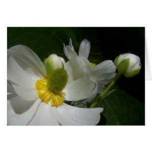Buttercup card