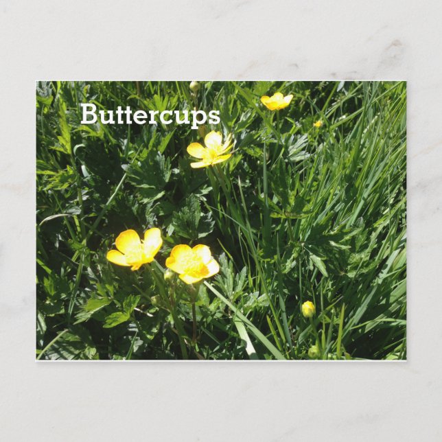 Buttercup, flower, picture postcard (Front)