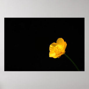 Buttercup Flower wapcna Poster