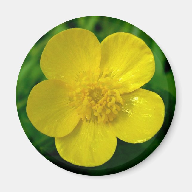 Buttercup Magnet (Front)