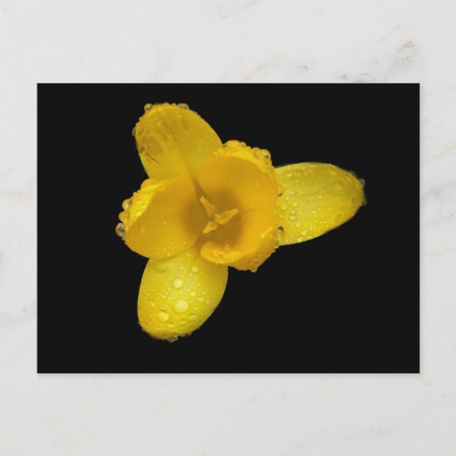 Buttercup on Black Postcard (Front)