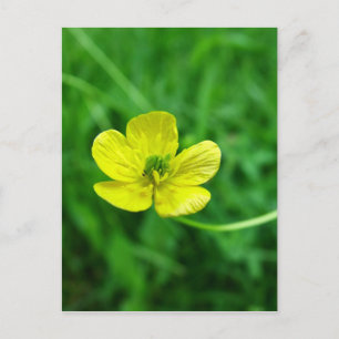 Buttercup Postcard