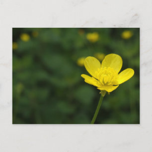 Buttercup Postcard