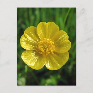 Buttercup Postcards
