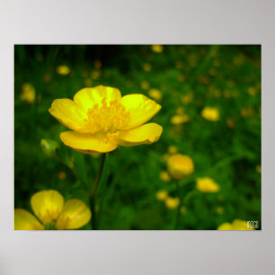 Buttercup Poster Print Wildfower Art Print