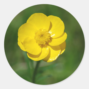 Buttercup sticker