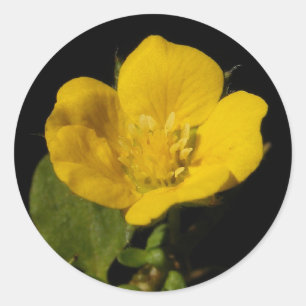 Buttercup ~ sticker