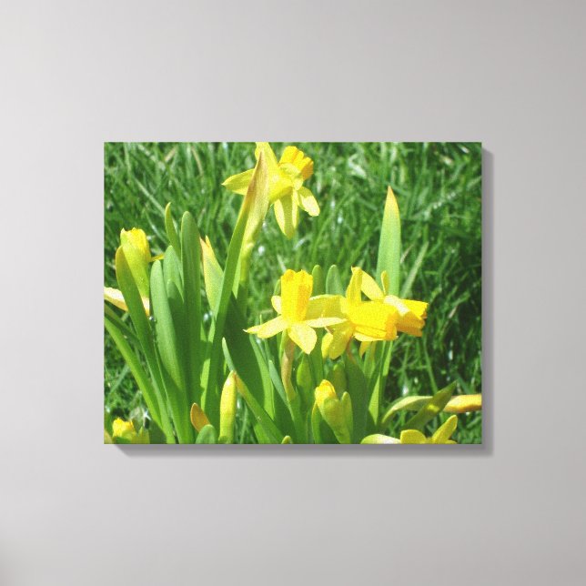 Buttercup Yellow Daffodils Canvas Print (Front)
