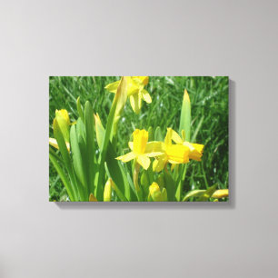 Buttercup Yellow Daffodils Canvas Print