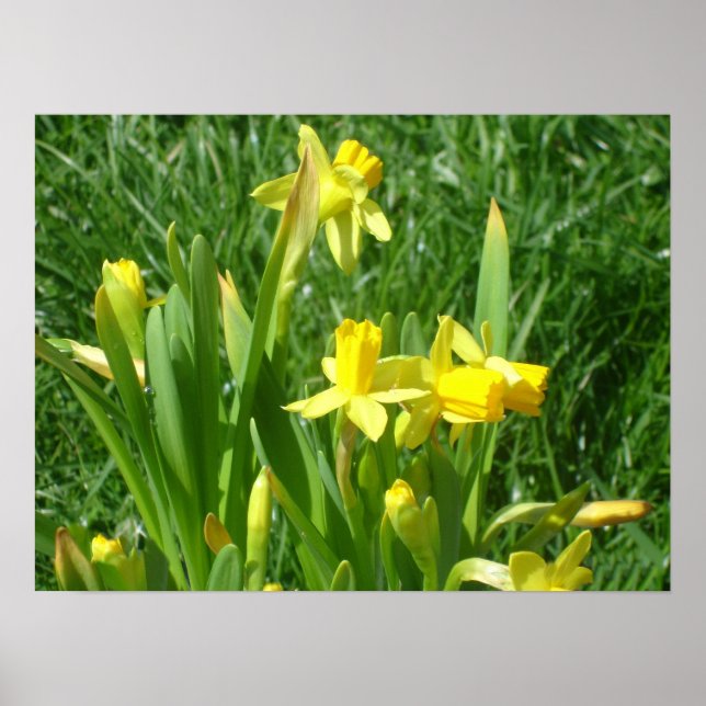 Buttercup Yellow Daffodils Poster (Front)