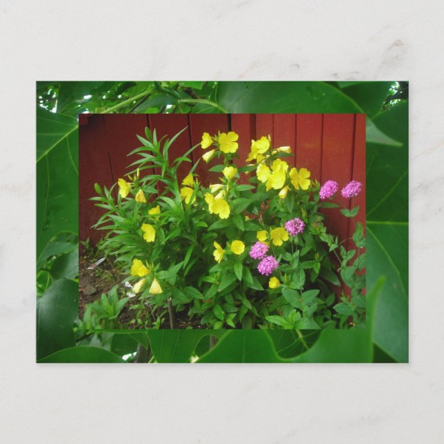 Buttercups and leaves postcard (Front)