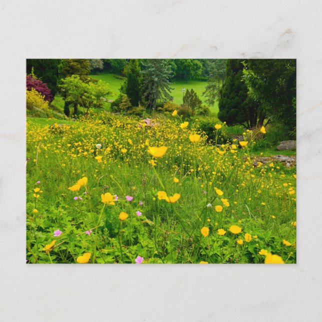 Buttercups  postcard (Front)