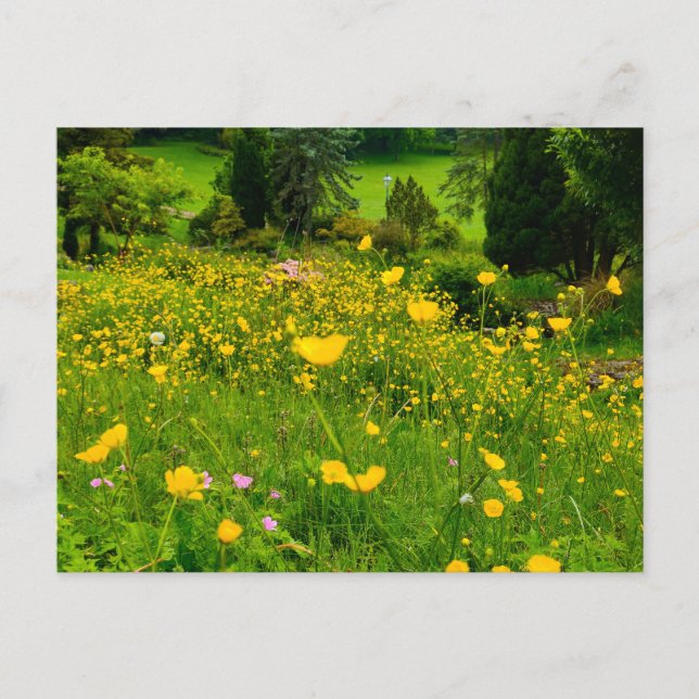 Buttercups  postcard (Front)