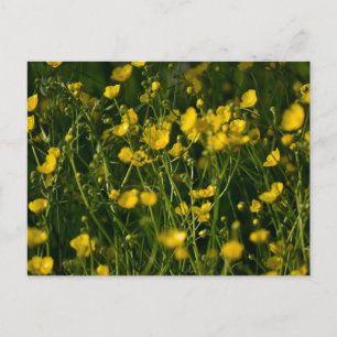 Buttercups Postcard