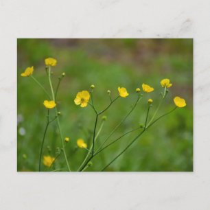 Buttercups Postcard