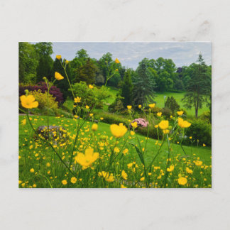 Buttercups  postcard