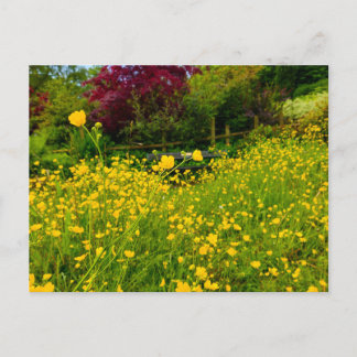 Buttercups  postcard