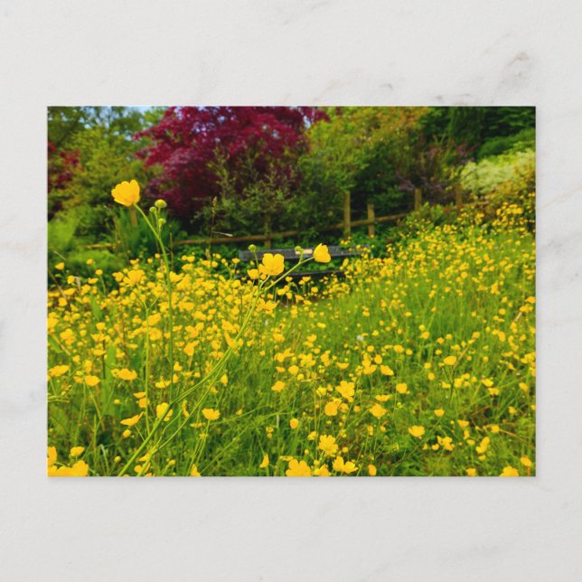 Buttercups  postcard (Front)