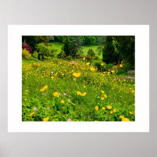 Buttercups  poster