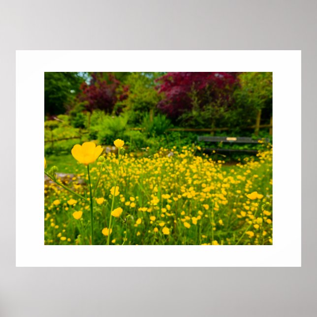 Buttercups  poster (Front)