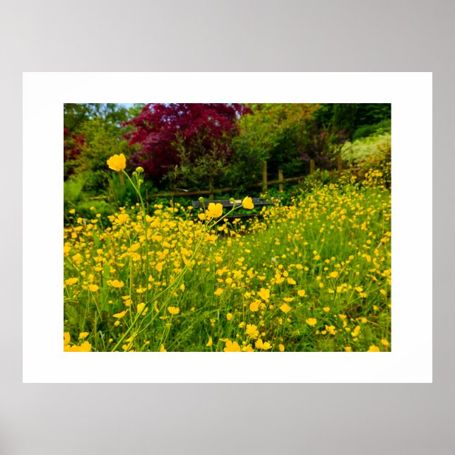 Buttercups  poster (Front)