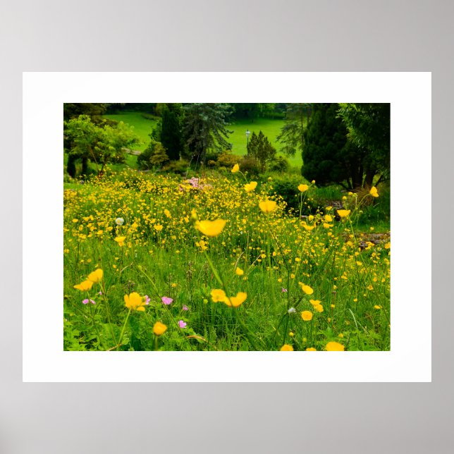 Buttercups  poster (Front)