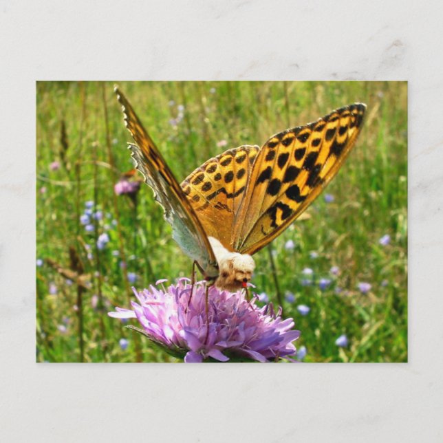 Butterdog Postcard (Front)