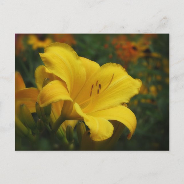 Buttered Popcorn Garden - Daylily Postcard (Front)