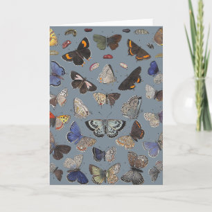 Butterflies, 1842 card