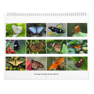 Butterflies 2019 calendar