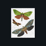 Butterflies 4 canvas print<br><div class="desc">Animals & Nature</div>