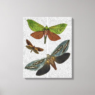Butterflies 4 canvas print