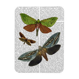 Butterflies 4 magnet