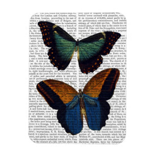 Butterflies 5 magnet