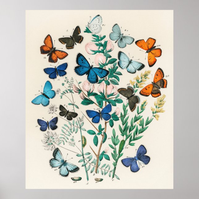 Butterflies and flowers retro vintage print poster (Front)