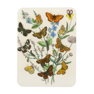 Butterflies and Flowers Vintage Illustration 1 Magnet