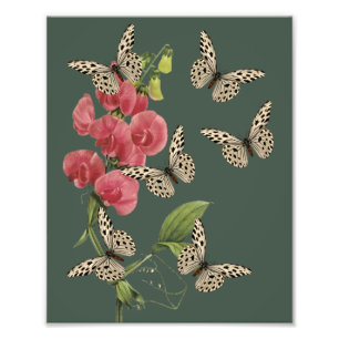 Butterflies And Sweet Pea Flower 8x10 Photo Print
