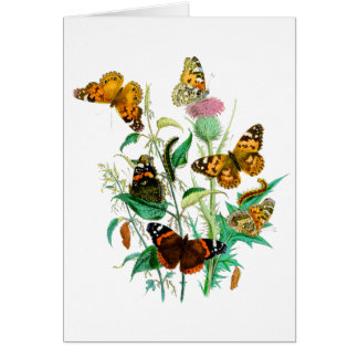 Butterflies and Thistle