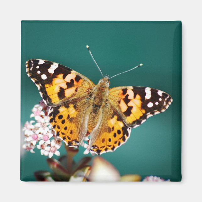 Butterflies are free magnet (Front)